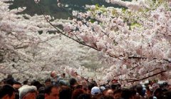 你見過空無一人的中山公園櫻花大道嗎？美！